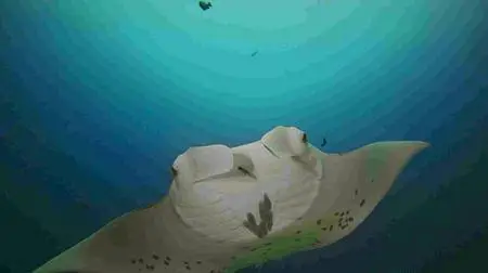 The Last Reef (2012)