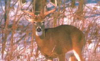 Corel Professional Photos Vol 104 - North American Deer