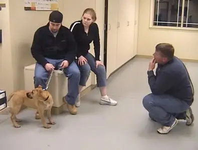 Dealing with Aggressive and Dominant Dogs [repost]