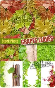 Grapes Leaves - UHQ Stock Photo
