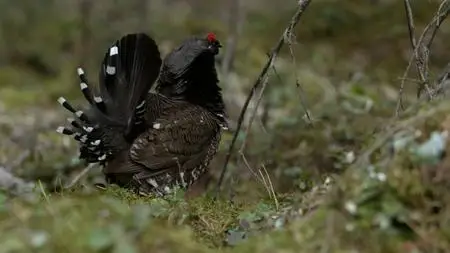 BBC - Natural World: Meet the Moose Family (2016)