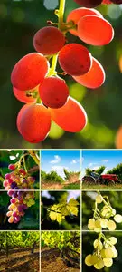 Stock Photo - Grapes