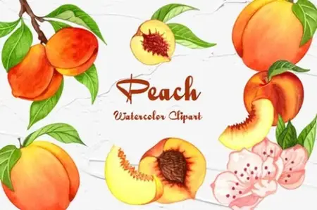 Envato - Peach Watercolor Clipart - CFGCZW6