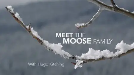 BBC Natural World - Meet the Moose Family (2016)