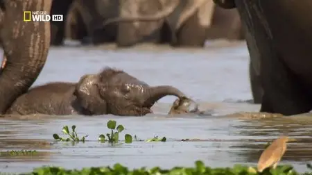 National Geographic Wild - Secrets of Wild India - Elephant Kingdom (2012)