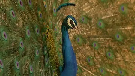 BBC - Wonders of the Monsoon (2014)
