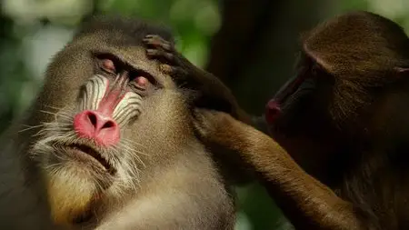 BBC - Monkey Planet: Episode 3 of 3 - Master Minds (2014)