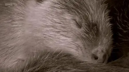 BBC Natural World - Beavers Behaving Badly (2014)