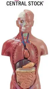 Central Stock: Objects 11 - Human Body & Organs