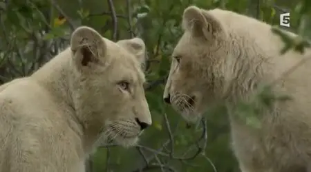 (Fr5) Les lionnes blanches de Timbavati (2012)