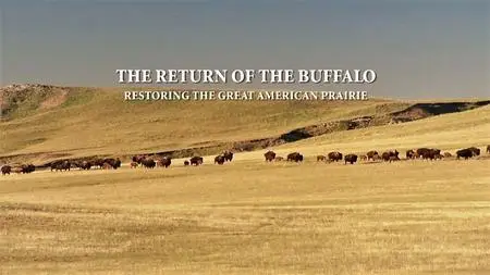 Off the Fence - Return of the Buffalo Restoring American prairie (2010)