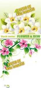 Flower & dew