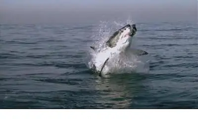 BBC Planet Earth Epsoide 1 From Pole To Pole