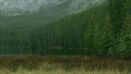 BBC - Natural World: Meet the Moose Family (2016)
