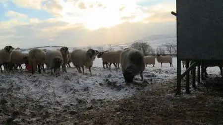 BBC - Addicted to Sheep (2016)