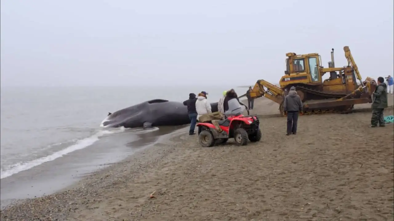 PBS - The Great Polar Bear Feast (2016)