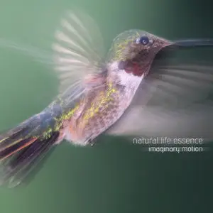 Natural Life Essence - Imaginary Motion (2015)