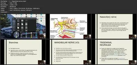 Head And Neck Neuroanatomy