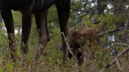 BBC - Natural World: Meet the Moose Family (2016)