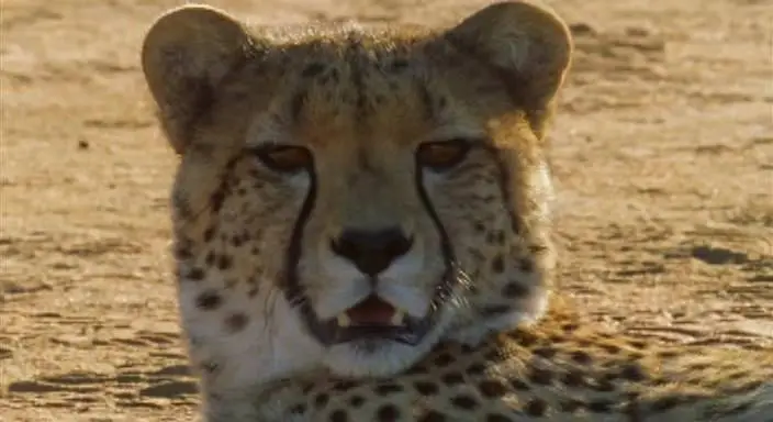 BBC: Безжалостные убийцы