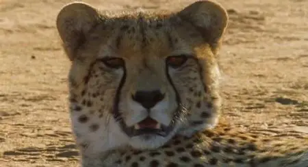 BBC: Безжалостные убийцы