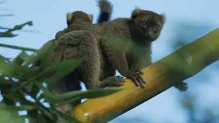 Smithsonian Ch. - Madagascar: Africa's Galapagos (2020)