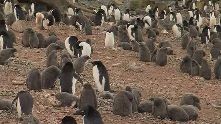 HDScape: Antarctica Dreaming - WildLife On Ice (2006)