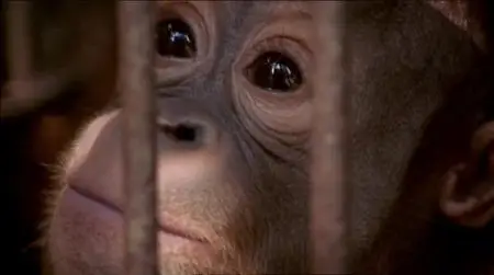 BBC - Natural World: The Orangutan King (2004)
