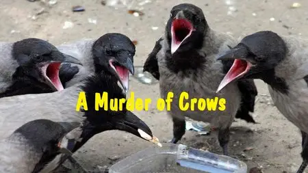 CBC - The Nature of Things: A Murder of Crows (2015)