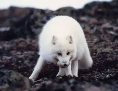 Arctic Fox