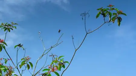 Tiny World S01E03