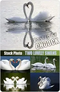 Two lovely swans - Stock Photo