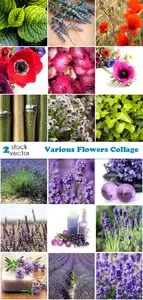 Photos - Various Flowers Collage