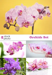 Photos - Orchids Set