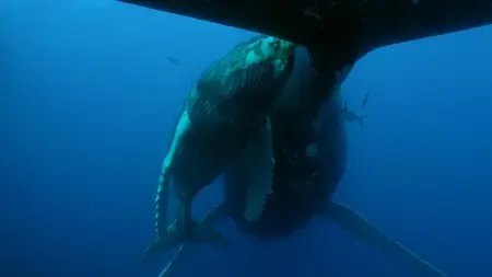 BBC - Atlantic: The Wildest Ocean on Earth (2015)
