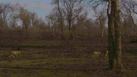 BBC Natural World - Cheetahs: Growing Up Fast (2017)