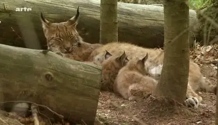 (Arte) L'Est sauvage : Le parc national de Sumava en Tchéquie (2011)