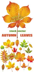 Autumn leaves 4