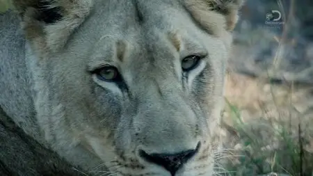 Discovery Channel - Blood Lions (2015)