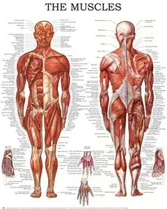 Muscular System: Quick Reference Chart, Full Illustrated