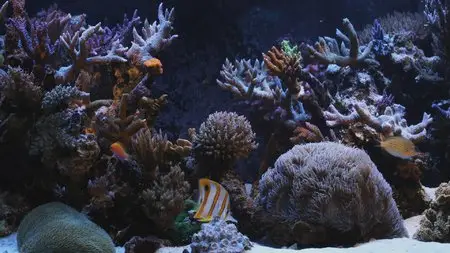 HD Moods: Aquarium (2008) [ReUp]