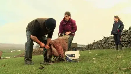 BBC - Addicted to Sheep (2016)