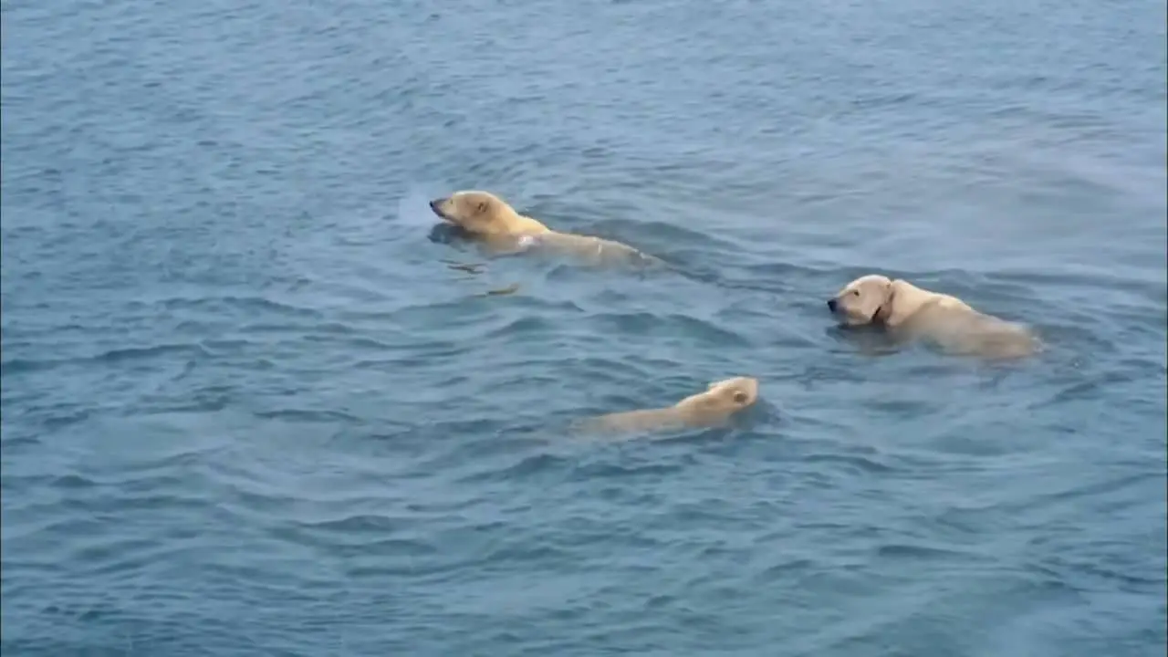 PBS - The Great Polar Bear Feast (2016)