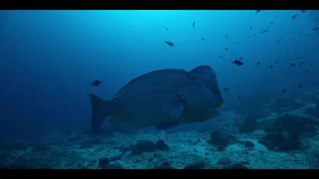 Our Oceans S01E02