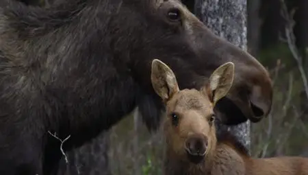 BBC Natural World - Meet the Moose Family (2016)
