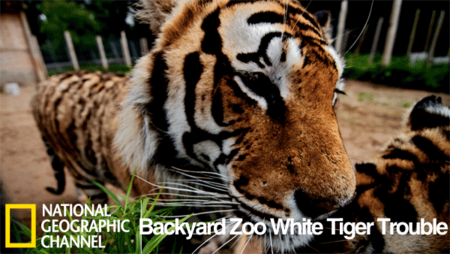 National Geographic Wild - Backyard Zoo: White Tiger Trouble (2012)