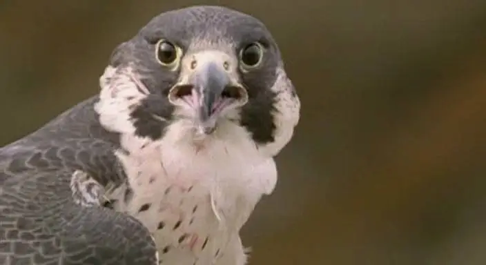 BBC: Безжалостные убийцы