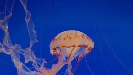 Jellies (2013)