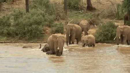 BBC. The Secret Life of Elephants / Тайная жизнь слонов (2009) [ReUp]