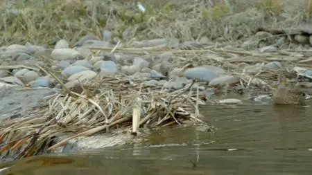 BBC Natural World - Beavers Behaving Badly (2014)